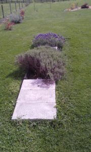 Septech 2000 wastewater treatment unit installed next to a lavender bush